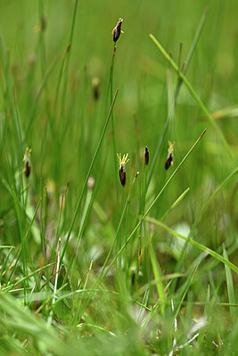 BUITEN BEELD Foto: 445776