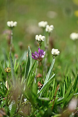 BUITEN BEELD Foto: 445777