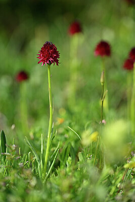 BUITEN BEELD Foto: 445778