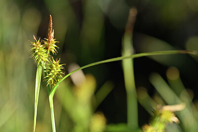 BUITEN BEELD Foto: 445779