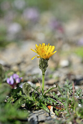 BUITEN BEELD Foto: 445781