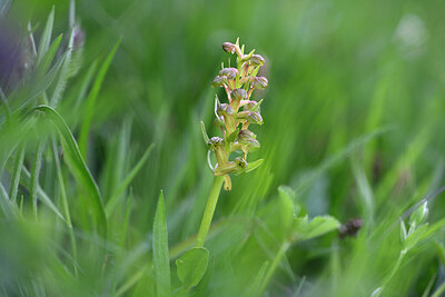 BUITEN BEELD Foto: 445782