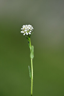 BUITEN BEELD Foto: 445783
