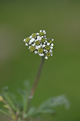 BUITEN BEELD Foto: 445787