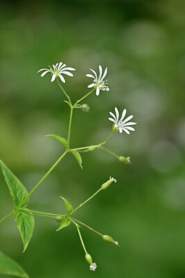 BUITEN BEELD Foto: 445790