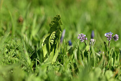BUITEN BEELD Foto: 445792
