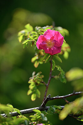 BUITEN BEELD Foto: 445796