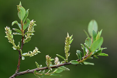 BUITEN BEELD Foto: 445801