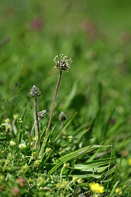 BUITEN BEELD Foto: 445804