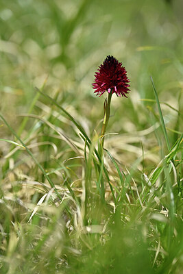 BUITEN BEELD Foto: 445809