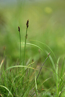 BUITEN BEELD Foto: 445810