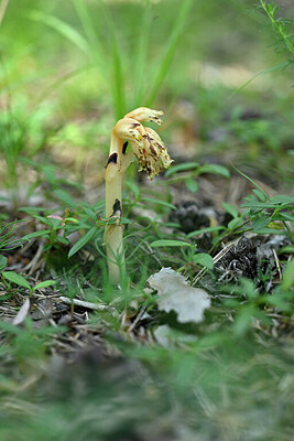 BUITEN BEELD Foto: 445812