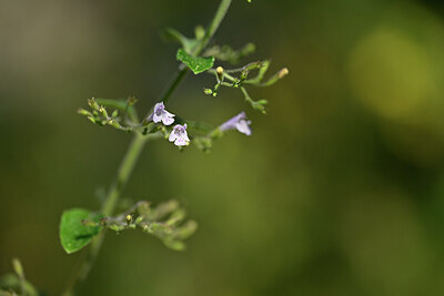 BUITEN BEELD Foto: 445813