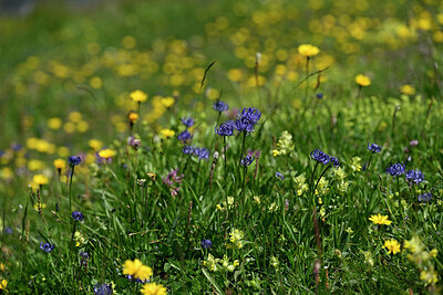 BUITEN BEELD Foto: 445815