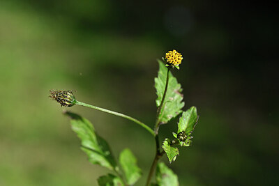BUITEN BEELD Foto: 445817