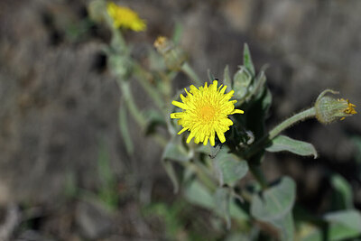 BUITEN BEELD Foto: 445819