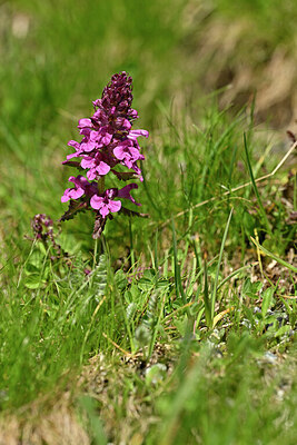 BUITEN BEELD Foto: 445820