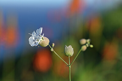 BUITEN BEELD Foto: 445821