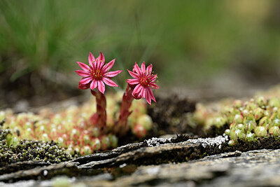 BUITEN BEELD Foto: 445822