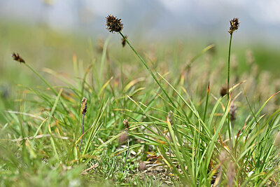 BUITEN BEELD Foto: 445826