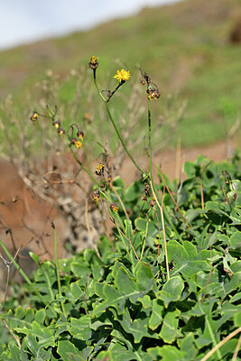 BUITEN BEELD Foto: 445827