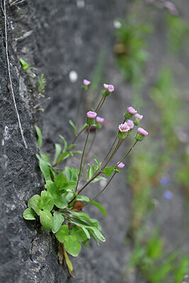 BUITEN BEELD Foto: 445828