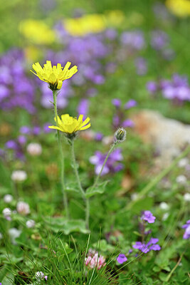 BUITEN BEELD Foto: 445829