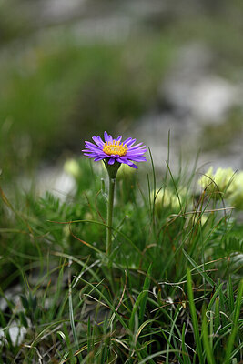BUITEN BEELD Foto: 445831