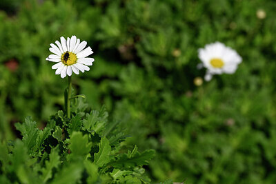 BUITEN BEELD Foto: 445835