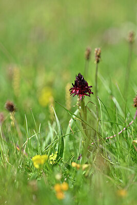 BUITEN BEELD Foto: 445836