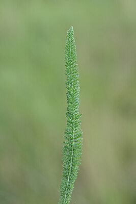 BUITEN BEELD Foto: 445838