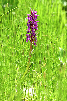 BUITEN BEELD Foto: 445839