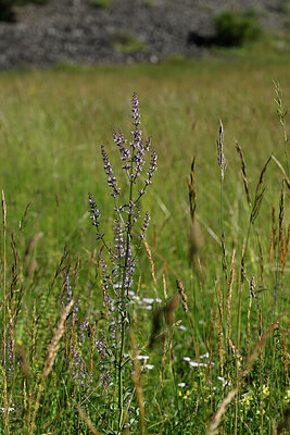 BUITEN BEELD Foto: 445841