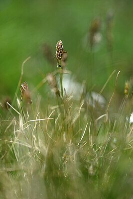 BUITEN BEELD Foto: 445842