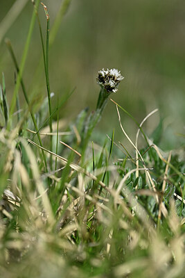 BUITEN BEELD Foto: 445847