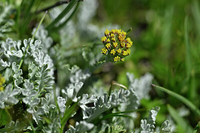 BUITEN BEELD Foto: 445848