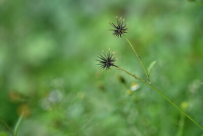 BUITEN BEELD Foto: 445852
