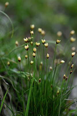 BUITEN BEELD Foto: 445853