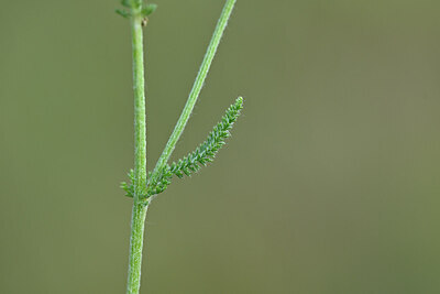 BUITEN BEELD Foto: 445855