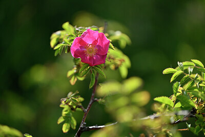 BUITEN BEELD Foto: 445857