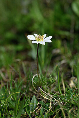 BUITEN BEELD Foto: 445858