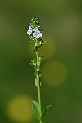 BUITEN BEELD Foto: 445860