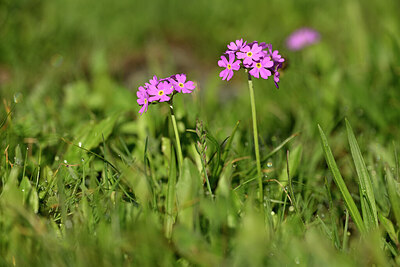 BUITEN BEELD Foto: 445865