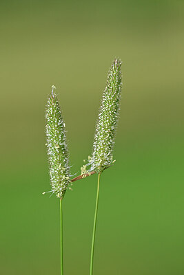BUITEN BEELD Foto: 445866