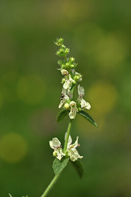 BUITEN BEELD Foto: 445869