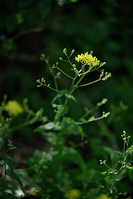BUITEN BEELD Foto: 445875