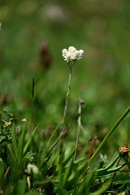 BUITEN BEELD Foto: 445876