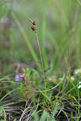 BUITEN BEELD Foto: 445878