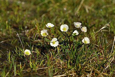 BUITEN BEELD Foto: 445879