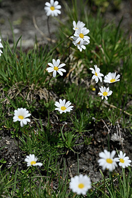 BUITEN BEELD Foto: 445880